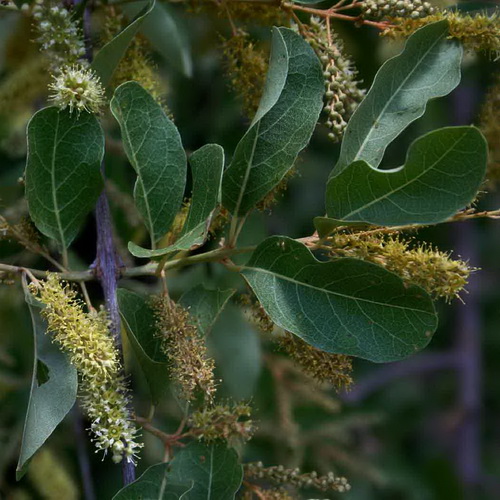 Combretum imberbe